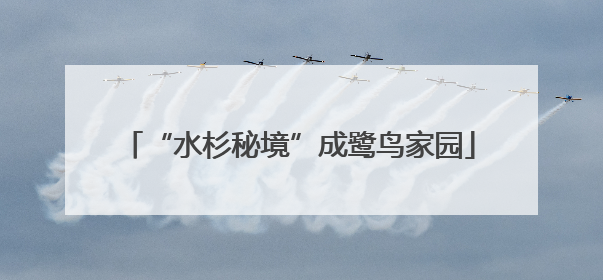 “水杉秘境”成鹭鸟家园