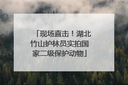 现场直击！湖北竹山护林员实拍国家二级保护动物