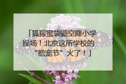 狐獴蜜袋鼯空降小学操场！北京这所学校的“撸宠节”火了！