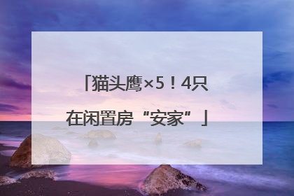 猫头鹰×5！4只在闲置房“安家”
