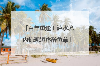 百年重逢！泸水境内惊现短序醉鱼草