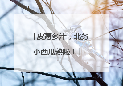 皮薄多汁，北务小西瓜熟啦！