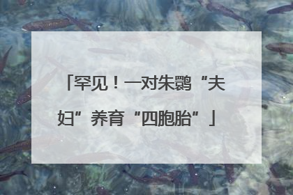 罕见！一对朱鹮“夫妇”养育“四胞胎”