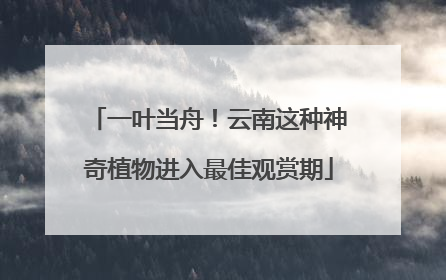 一叶当舟！云南这种神奇植物进入最佳观赏期