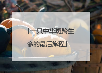 一只中华斑羚生命的最后旅程
