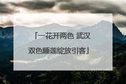 一花开两色 武汉双色睡莲绽放引客