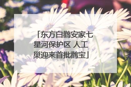 东方白鹳安家七星河保护区 人工巢迎来首批鹳宝
