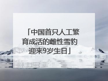 中国首只人工繁育成活的雌性雪豹迎来9岁生日