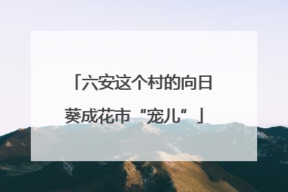 六安这个村的向日葵成花市“宠儿”