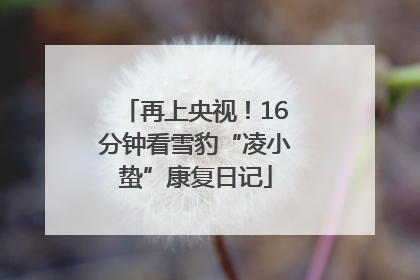 再上央视！16分钟看雪豹“凌小蛰”康复日记