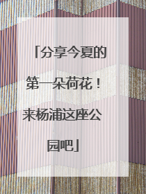 分享今夏的第一朵荷花！来杨浦这座公园吧