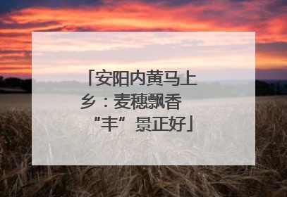 安阳内黄马上乡：麦穗飘香 “丰”景正好