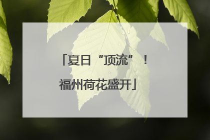 夏日“顶流”！福州荷花盛开
