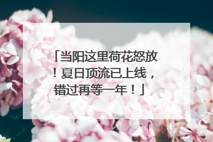 当阳这里荷花怒放！夏日顶流已上线，错过再等一年！