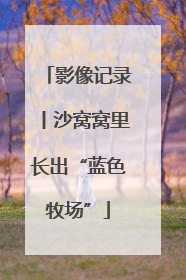 影像记录丨沙窝窝里长出“蓝色牧场”