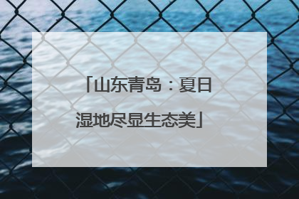 山东青岛：夏日湿地尽显生态美