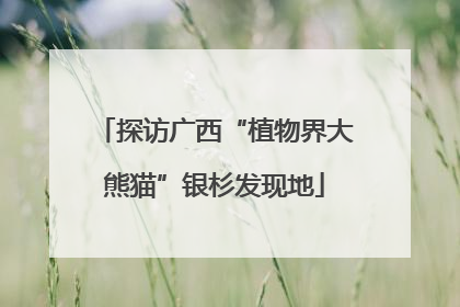 探访广西“植物界大熊猫”银杉发现地