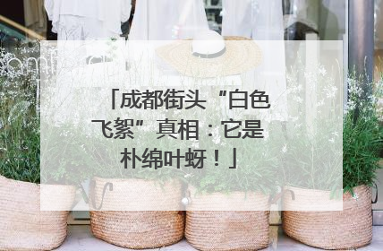 成都街头“白色飞絮”真相：它是朴绵叶蚜！