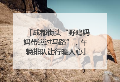 成都街头“野鸡妈妈带崽过马路”，车辆排队让行暖人心