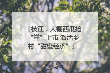 枝江：大棚西瓜抢“鲜”上市 激活乡村“甜蜜经济”
