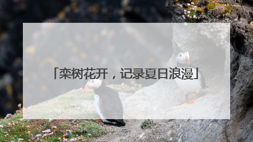 栾树花开，记录夏日浪漫