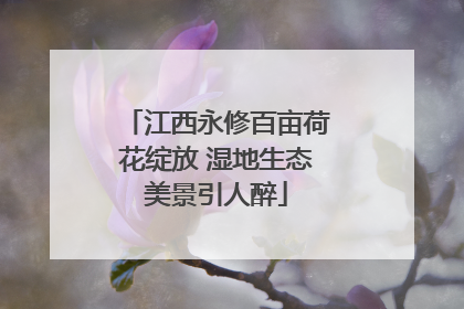 江西永修百亩荷花绽放 湿地生态美景引人醉