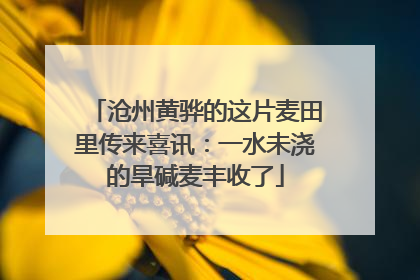 沧州黄骅的这片麦田里传来喜讯：一水未浇的旱碱麦丰收了