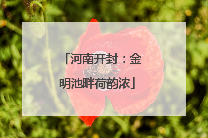 河南开封：金明池畔荷韵浓