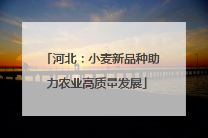 河北：小麦新品种助力农业高质量发展