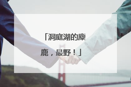 洞庭湖的麋鹿，最野！