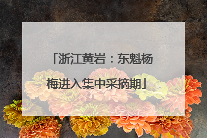 浙江黄岩：东魁杨梅进入集中采摘期