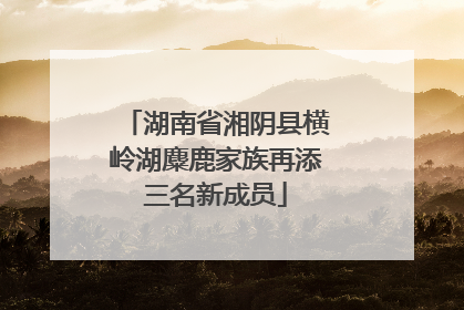 湖南省湘阴县横岭湖麋鹿家族再添三名新成员