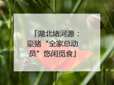 湖北堵河源：豪猪“全家总动员”悠闲觅食