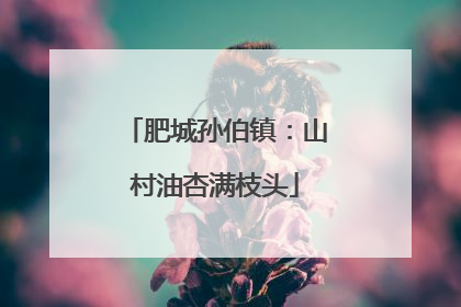 肥城孙伯镇：山村油杏满枝头