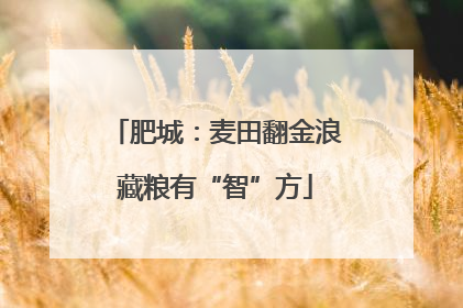 肥城：麦田翻金浪藏粮有“智”方