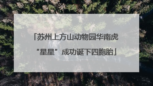 苏州上方山动物园华南虎“星星”成功诞下四胞胎