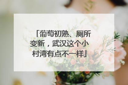 葡萄初熟、厕所变新，武汉这个小村湾有点不一样