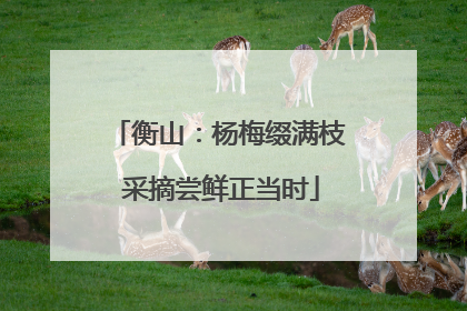 衡山：杨梅缀满枝 采摘尝鲜正当时