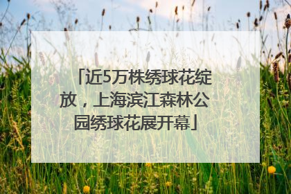 近5万株绣球花绽放，上海滨江森林公园绣球花展开幕