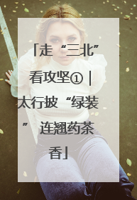 走“三北” 看攻坚①｜太行披“绿装” 连翘药茶香