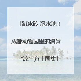 趴冰砖 泡水池！成都动物园里的消暑“凉”方丨图集