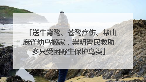 送牛背鹭、苍鹭疗伤、帮山麻雀幼鸟搬家，崇明警民救助多只受困野生保护鸟类
