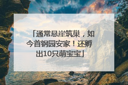 通常悬崖筑巢，如今首钢园安家！还孵出10只萌宝宝