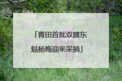 青田首批双膜东魁杨梅迎来采摘