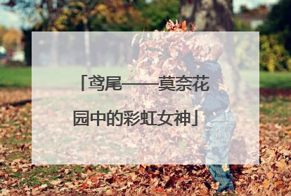 鸢尾——莫奈花园中的彩虹女神