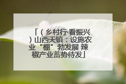 （乡村行·看振兴）山西天镇：设施农业“棚”勃发展 辣椒产业蓄势待发
