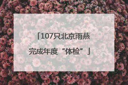 107只北京雨燕完成年度“体检”